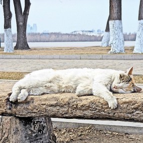 猫
