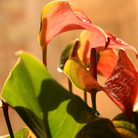 自家的花