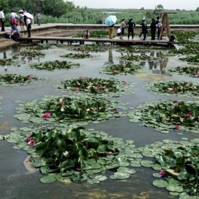 夏日观睡莲---心神旷怡美在其中