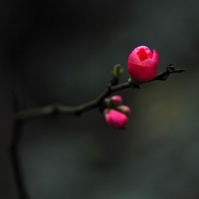 海棠花开——春天来了