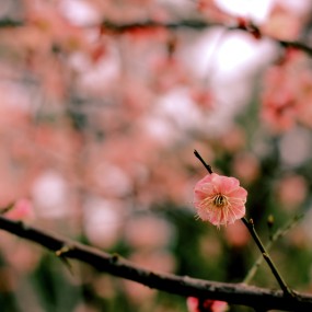 玉兰你的桃花。