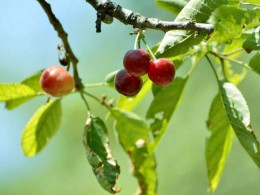 樱桃谷试拍尼康70-300