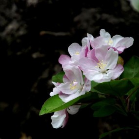 繁花似锦