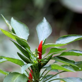 蔬菜