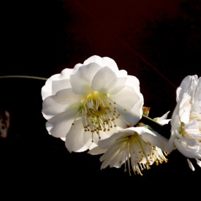 梅花（2）