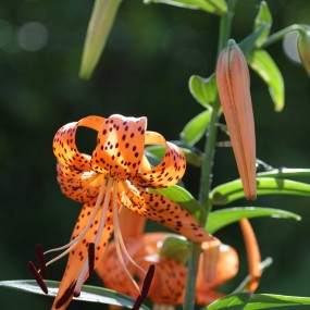 百合花