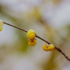 2012雪后的腊梅