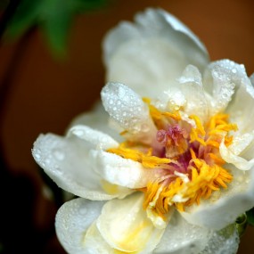 雨后牡丹花蕊