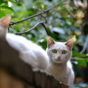 流浪猫的眼神