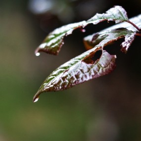 雨后早晨