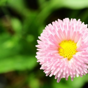 4月花儿随拍