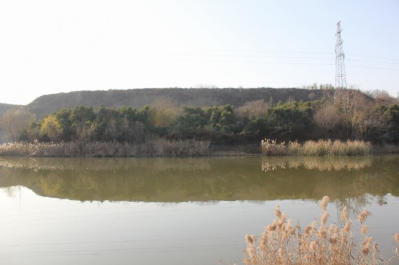 冬拍芦苇如拂尘