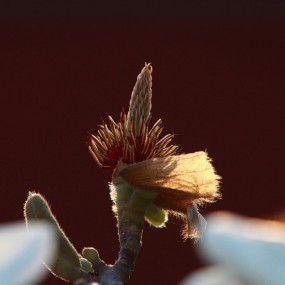 玉兰花