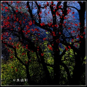 红柿子