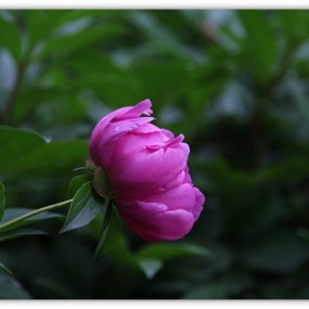 一组花儿