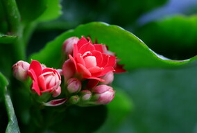 长寿花 2