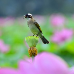 荷花与小鸟