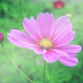 那些花儿