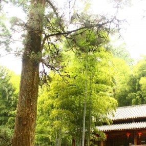 临安，天目山