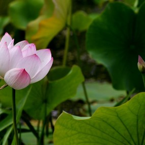 小荷才露尖尖角