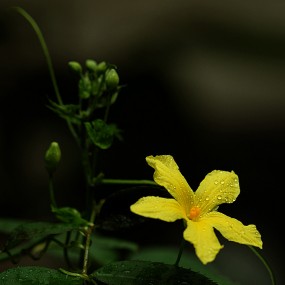 漂亮的花儿