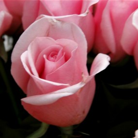 菜，花