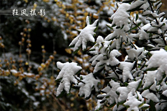 雪中小景