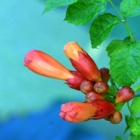 学拍凌霄花