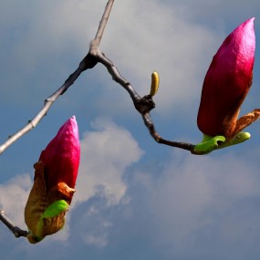 春花朵朵（2015）