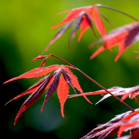 红枫树叶