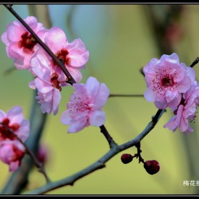 梅花报春