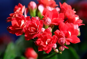 长寿花