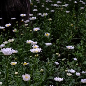 那些花儿