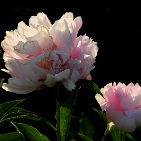 大明宫的芍药
