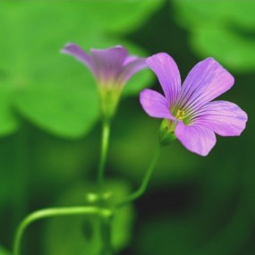 醡浆草