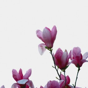 玉兰花