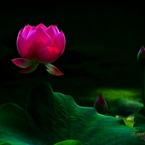 幻影荷花