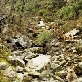 【实拍】金丝猴的故事