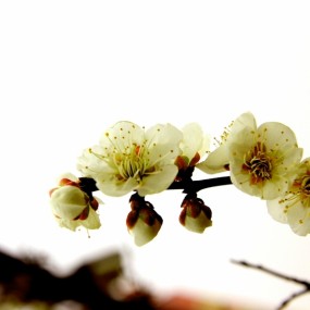 春暖花开