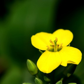 油菜花正黄