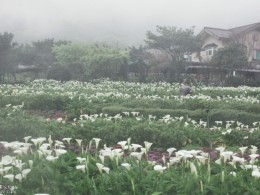 8°C的海竽田