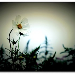 蓝田花海得花