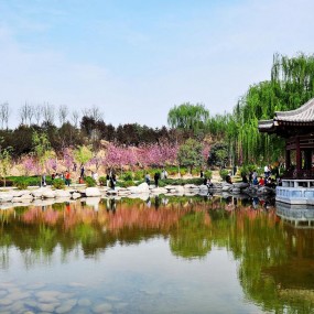 青龙寺里拍樱花  花如海人如潮