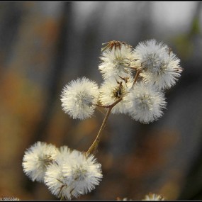 一叶一花