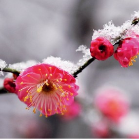 花之俏—邹南