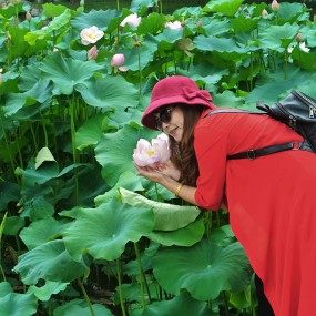 荷花与美女