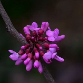 紫色印象   紫荆花