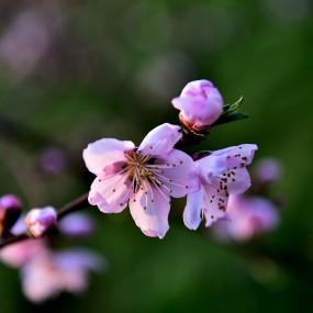 王莽拍桃花