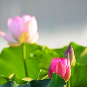 荷