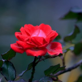 冬天的花
